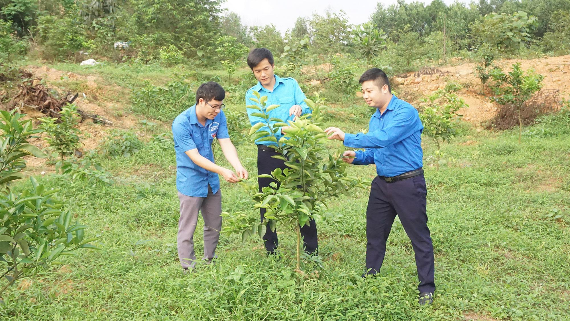 Mô hình trồng cây ăn quả và dược liệu của anh Trần Văn Linh, thôn Khe Nháng, xã Thanh Lâm (đứng giữa).
